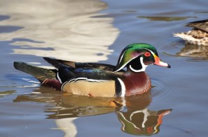 North American Wood Duck